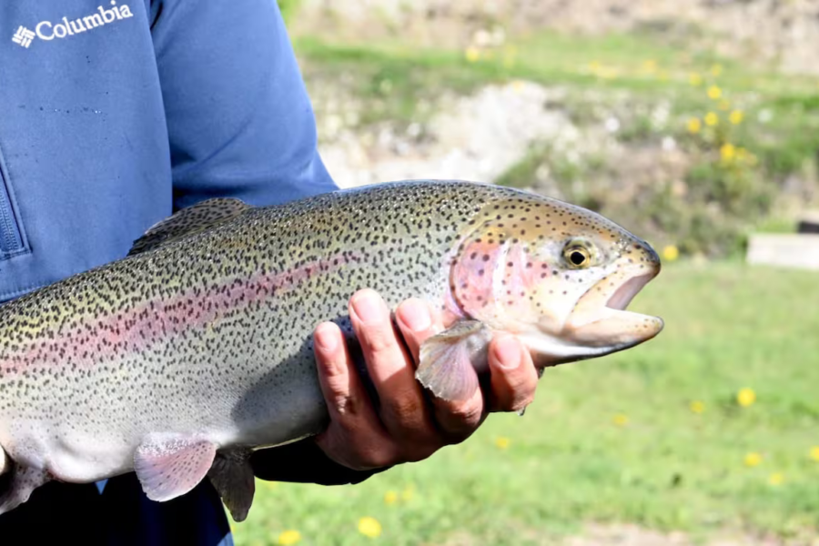 Tierra del Fuego aprobó una nueva ley de acuicultura; proyectan inversiones de hasta US$600 millones