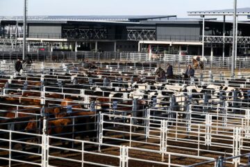 Cierre de semana con leves bajas en el mercado agroganadero de Cañuelas