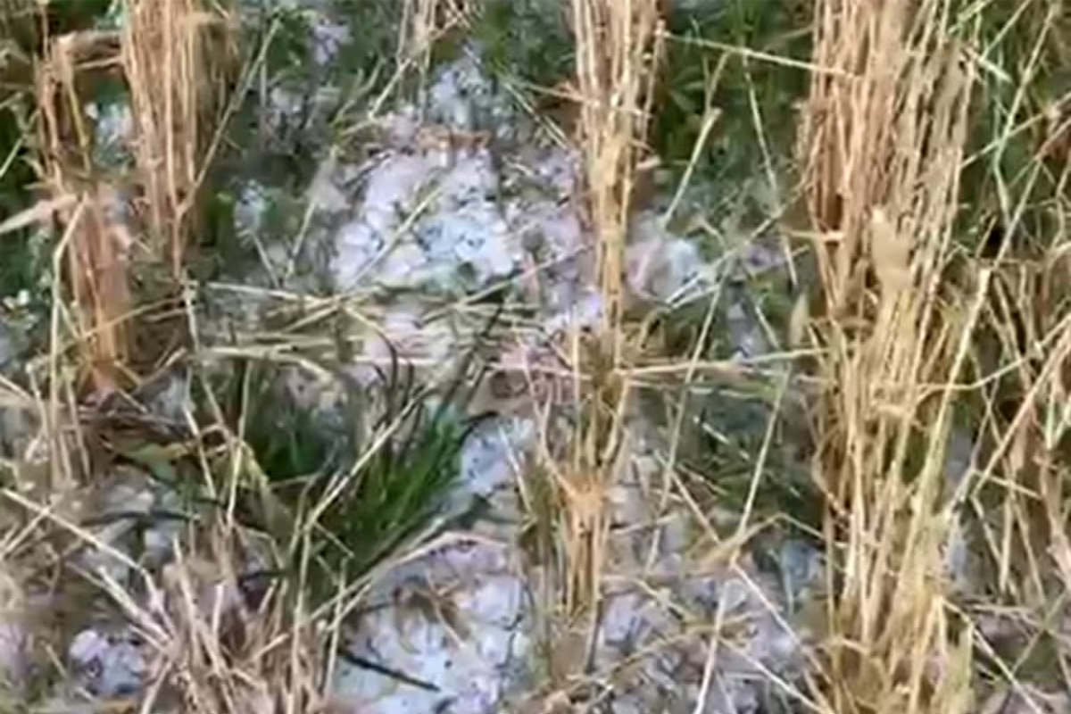 Iba a cosechar por primera vez cuando una granizada repentina arrasó su campo