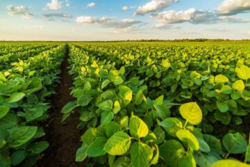 Gobierno devolvió al campo US$1950 millones en los últimos dos años