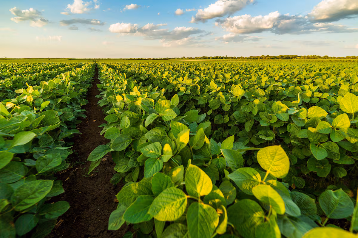 Gobierno devolvió al campo US$1950 millones en los últimos dos años