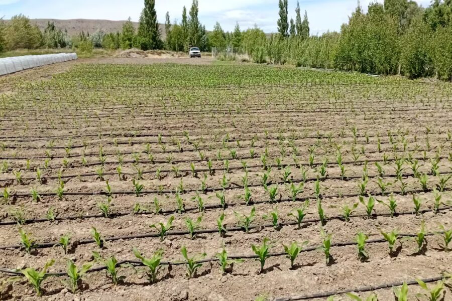Realizan inéditos ensayos con maíz en Santa Cruz: un punto juega muy a favor