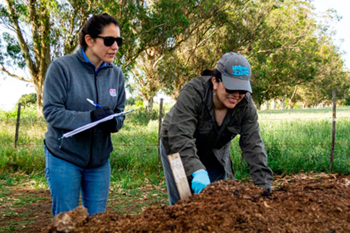 Detectaron elementos potencialmente tóxicos en compost de cama de pollo