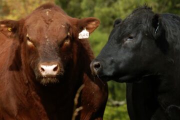 Angus prepara una jura histórica en Palermo 2026