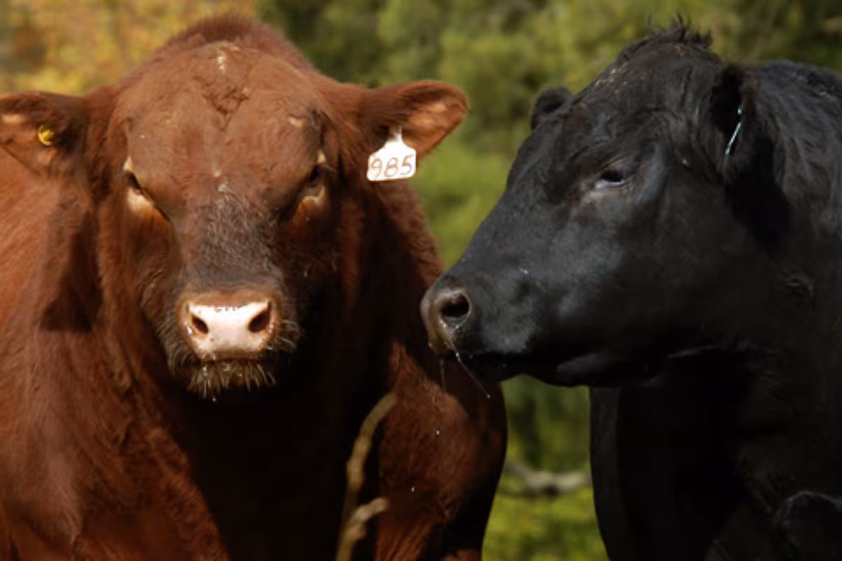 Angus prepara una jura histórica en Palermo 2026