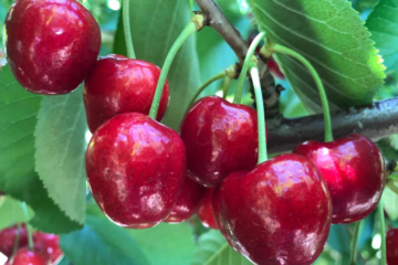Granizo destruyó más del 30% de la cosecha de cerezas en la cuna de la fruta