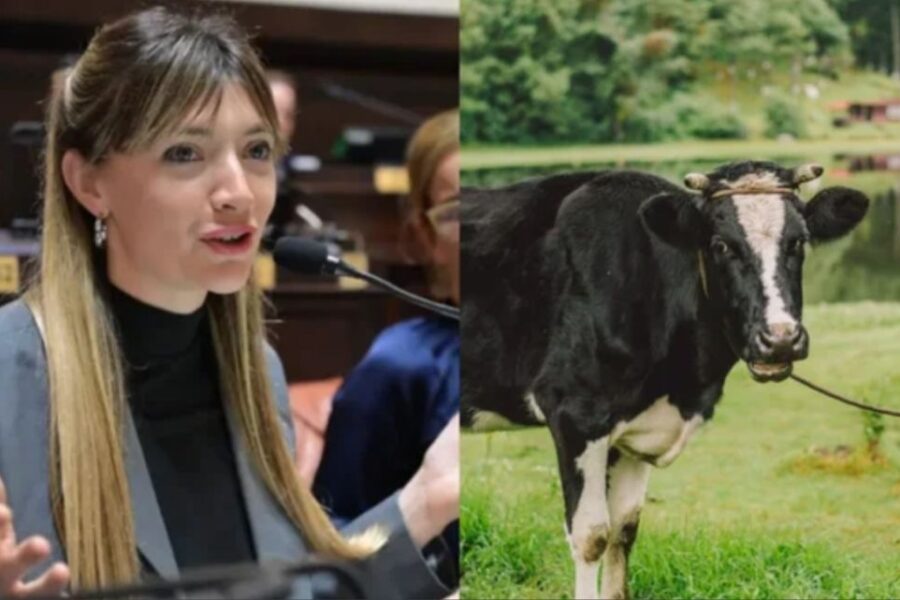 Proyecto oficial propone impuesto a gases y eructos de vacas para financiar políticas climáticas