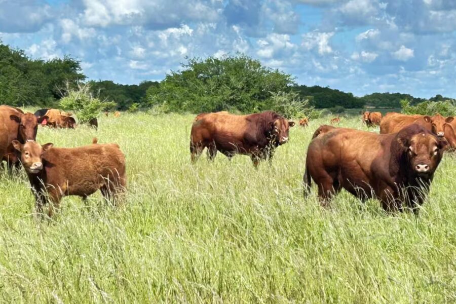 La ganadería cierra un gran año de precios, pero preocupa la menor cantidad de vacas
