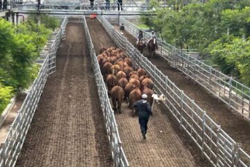 Oferta moderada y variaciones de precio en el Mercado Agroganadero de Cañuelas