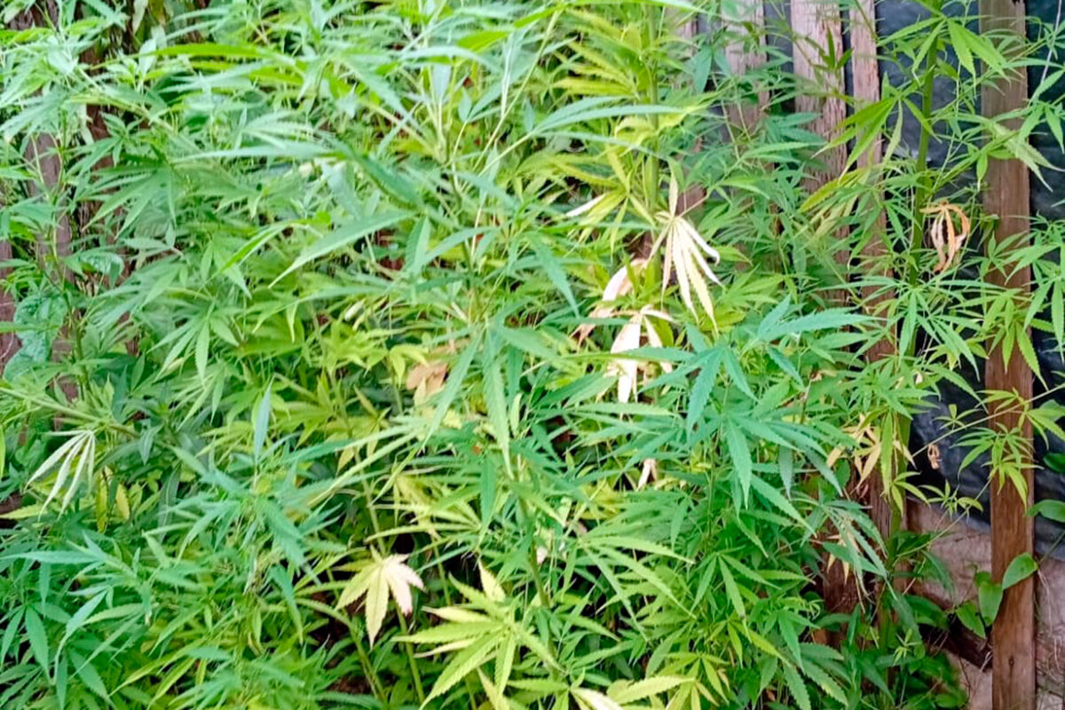 Detienen una operación de cultivo con 28 plantas de cannabis en la zona este de Concordia