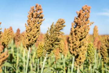 Cultivo argentino con nuevo uso compite con Estados Unidos en China