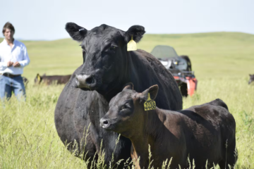 Cómo aprovechar los altos precios de los terneros: el contundente consejo de un experto