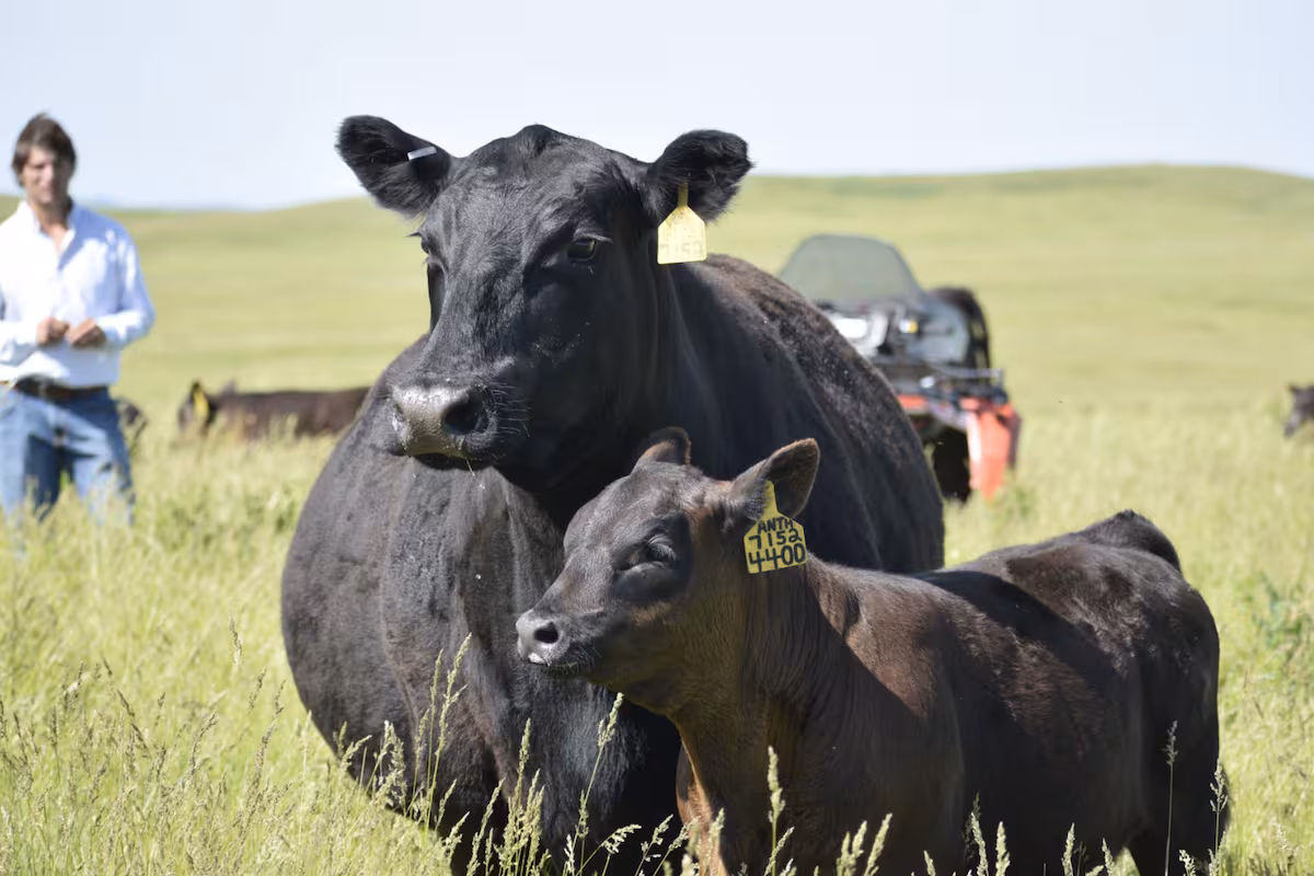 Cómo aprovechar los altos precios de los terneros: el contundente consejo de un experto
