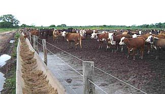 Opiniones encontradas por la reglamentación de feedlot