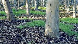 Un estudio del INTA recomienda el cultivo de eucalipto en Entre Ríos