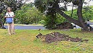 Justo talaron un árbol que homenajeaba a Simón Bolívar