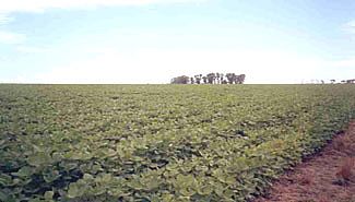 El área sojera crecerá más del 25 {10b083c464b21a2e5b96ab7d1950c6efda5949816d8d4b699d6508628a11a647} en Entre Ríos