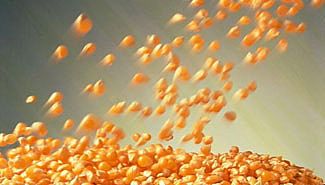 Cayó el área sembrada con maíz en Entre Ríos