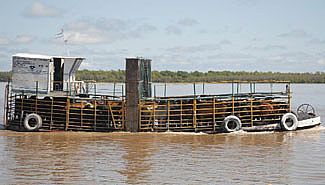La baja de precio de la hacienda de islas impactó en carnicerías