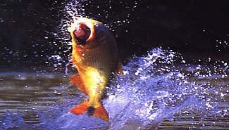 Comer pescado no protege del ataque cardiaco