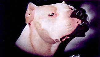 Niña gravemente herida por un dogo