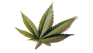 Buscan cultivar marihuana que no contenga narcóticos