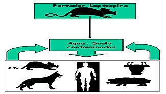 Hay 12 casos confirmados de leptospirosis en Entre Ríos