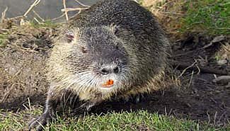 Se habilitó la caza de nutria en Entre Ríos