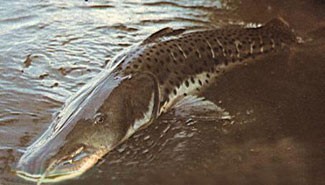 Vedan la pesca para preservar el surubí