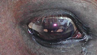 La justicia lo declaró inocente del maltrato de una Yegua