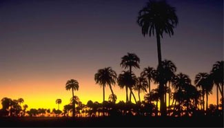 Avanza un proyecto que apunta a conservar especies vegetales nativas