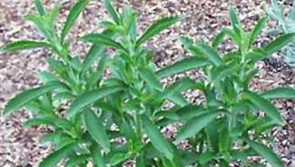 Respaldo oficial a la producción de Estevia