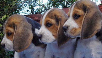 AFIP y DGR cruzarán datos para evitar evasores