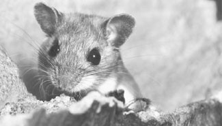 Confirmaron cinco casos de leptospirosis en la provincia