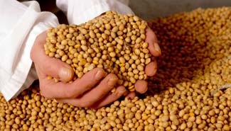 La soja podría esconder la clave para combatir el cáncer de colon