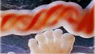 La Justicia ordenó que el Iosper cubra una fertilización asistida