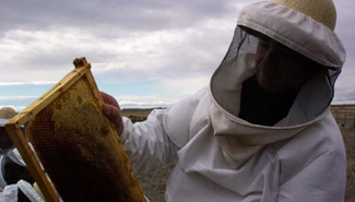 Un consejo apícola propondrá políticas públicas para el sector