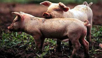 Para Cristina la carne de cerdo rinde más que el Viagra