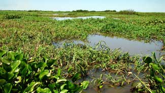 Destacan la importancia de los humedales para conservar la biodiversidad