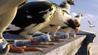 Cuba enviará resultados electorales en palomas