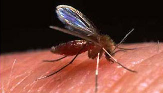 Detectaron en Entre Ríos el transmisor de la leishmaniasis