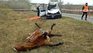 Proponen penas duras por los animales sueltos