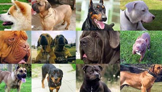 Perros peligrosos: exigirán a los dueños una licencia y seguro de responsabilidad civil