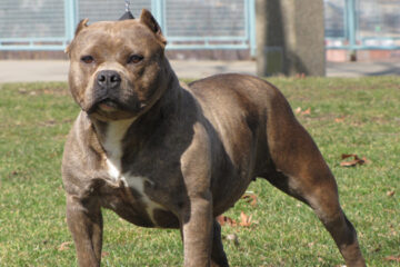 Paraná: un pitbull mordió a un nene de 6 años