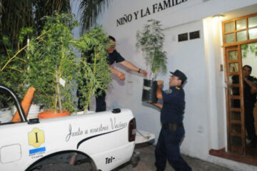 En mayo juzgarán a los profesionales que cultivaban marihuana