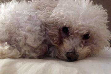 Continúan los operativos barriales de Salud Animal