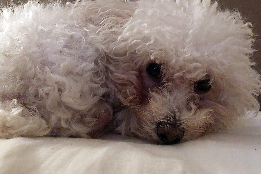 Continúan los operativos barriales de Salud Animal