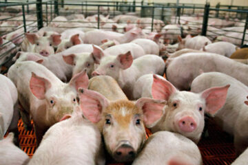 Advierten que se profundiza la crisis de los productores porcinos de Entre Ríos