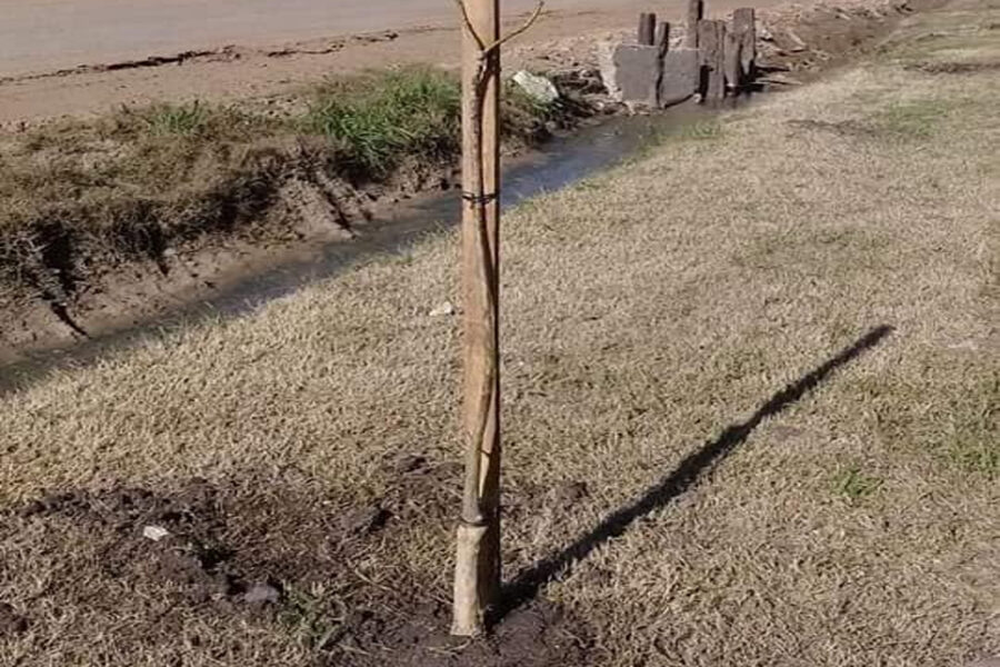 Inversión botánica