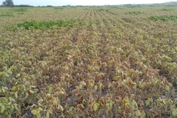 En Entre Ríos se cerró una de las tres peores cosechas de los últimos 18 años